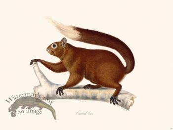 Cuvier 276 Brown Squirrel